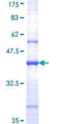 SDS-PAGE: Recombinant Human NMDAR2B GST (N-Term) Protein [H00002904-Q01]