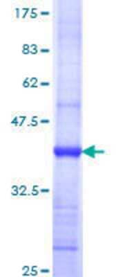 SDS-PAGE: Recombinant Human GSPT1 GST (N-Term) Protein [H00002935-Q01]