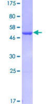 SDS-PAGE: Recombinant Human GSTA3 GST (N-Term) Protein [H00002940-P01]