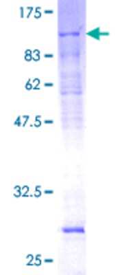 SDS-PAGE: Recombinant Human GTF2H1 GST (N-Term) Protein [H00002965-P01]