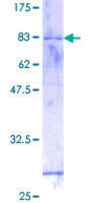 SDS-PAGE: Recombinant Human GTF2H4 GST (N-Term) Protein [H00002968-P01]