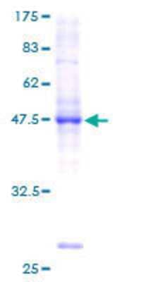 SDS-PAGE: Recombinant Human BRF1 GST (N-Term) Protein [H00002972-P01]