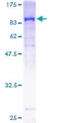 SDS-PAGE: Recombinant Human Guanylyl Cyclase beta 1 GST (N-Term) Protein [H00002983-P01]