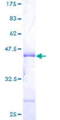 SDS-PAGE: Recombinant Human Histone H3.3B GST (N-Term) Protein [H00003021-P02]