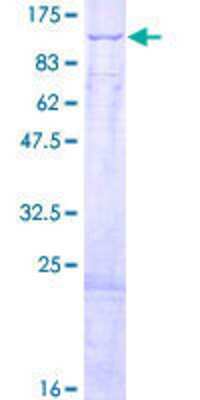 SDS-PAGE: Recombinant Human HADHA GST (N-Term) Protein [H00003030-P01]