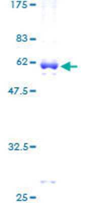 SDS-PAGE: Recombinant Human HCCS GST (N-Term) Protein [H00003052-P01]