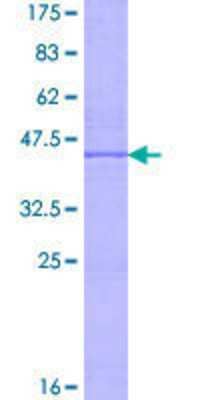 SDS-PAGE: Recombinant Human HLA DPB2 GST (N-Term) Protein [H00003116-P01]