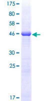 SDS-PAGE: Recombinant Human HLA DQB2 GST (N-Term) Protein [H00003120-P01]