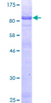 SDS-PAGE: Recombinant Human HLX1 GST (N-Term) Protein [H00003142-P01]