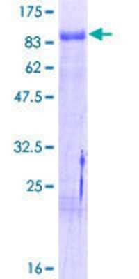 SDS-PAGE: Recombinant Human NGFI-B alpha/Nur77/NR4A1 GST (N-Term) Protein [H00003164-P02]