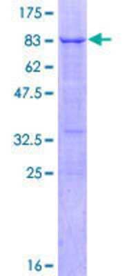 SDS-PAGE: Recombinant Human HNF-3 alpha/FoxA1 GST (N-Term) Protein [H00003169-P01]