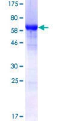 SDS-PAGE: Recombinant Human hnRNP F GST (N-Term) Protein [H00003185-P01]