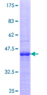 SDS-PAGE: Recombinant Human hnRNP U GST (N-Term) Protein [H00003192-Q01]