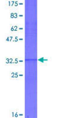 SDS-PAGE: Recombinant Human HOXA5 GST (N-Term) Protein [H00003202-Q01]