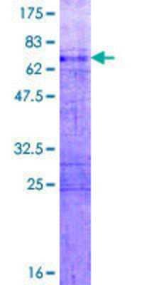 SDS-PAGE: Recombinant Human HOXA11 GST (N-Term) Protein [H00003207-P01]