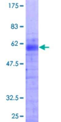 SDS-PAGE: Recombinant Human HOXB1 GST (N-Term) Protein [H00003211-P01]