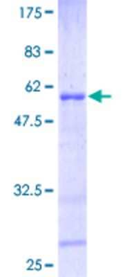 SDS-PAGE: Recombinant Human HOXB6 GST (N-Term) Protein [H00003216-P01]