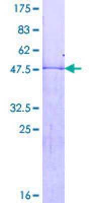 SDS-PAGE: Recombinant Human HOXB7 GST (N-Term) Protein [H00003217-P01]