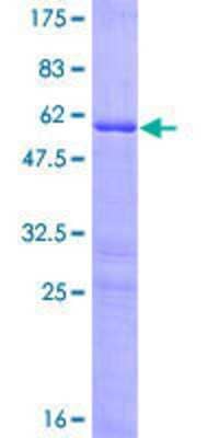 SDS-PAGE: Recombinant Human HOXB9 GST (N-Term) Protein [H00003219-P01]