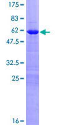 SDS-PAGE: Recombinant Human HOXC8 GST (N-Term) Protein [H00003224-P01]