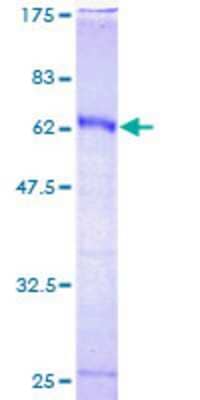 SDS-PAGE: Recombinant Human HOXC9 GST (N-Term) Protein [H00003225-P01]