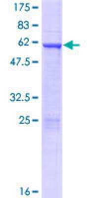 SDS-PAGE: Recombinant Human HOXD4 GST (N-Term) Protein [H00003233-P01]