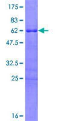 SDS-PAGE: Recombinant Human HOXD8 GST (N-Term) Protein [H00003234-P01]