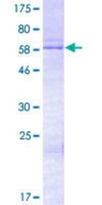 SDS-PAGE: Recombinant Human HOXD13 GST (N-Term) Protein [H00003239-P01]