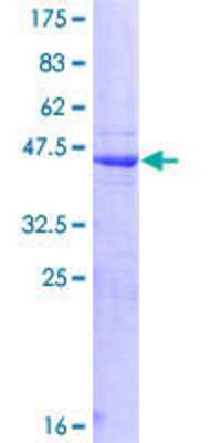 SDS-PAGE: Recombinant Human HPS1 GST (N-Term) Protein [H00003257-P01]