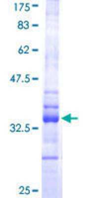 SDS-PAGE: Recombinant Human HES-1 GST (N-Term) Protein [H00003280-Q01]