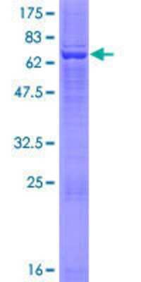 SDS-PAGE: Recombinant Human Beta Hydroxysteroid Dehydrogenase GST (N-Term) Protein [H00003284-P01]