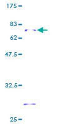 SDS-PAGE: Recombinant Human HSD17B2 GST (N-Term) Protein [H00003294-P01]