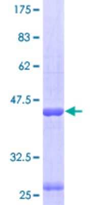 SDS-PAGE: Recombinant Human HspA4 GST (N-Term) Protein [H00003308-P01]