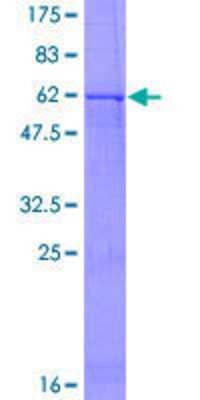 SDS-PAGE: Recombinant Human 5-HT1D GST (N-Term) Protein [H00003352-P01]