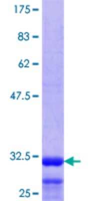 SDS-PAGE: Recombinant Human 5-HT1E GST (N-Term) Protein [H00003354-Q01]