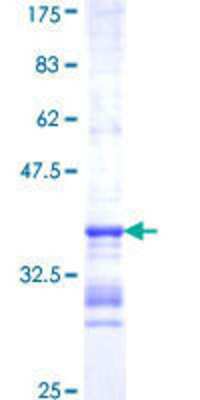 SDS-PAGE: Recombinant Human 5-HT1F GST (N-Term) Protein [H00003355-Q01]