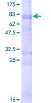 SDS-PAGE: Recombinant Human 5-HT2B GST (N-Term) Protein [H00003357-P01]