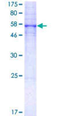 SDS-PAGE: Recombinant Human 5-HT5A GST (N-Term) Protein [H00003361-P01]