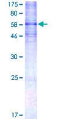 SDS-PAGE: Recombinant Human 5-HT7 GST (N-Term) Protein [H00003363-P01]