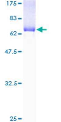 SDS-PAGE: Recombinant Human IDH3A GST (N-Term) Protein [H00003419-P01]