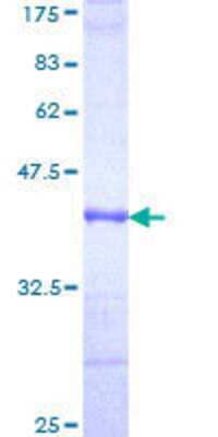 SDS-PAGE: Recombinant Human Complement Factor I GST (N-Term) Protein [H00003426-Q01]