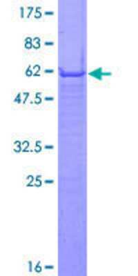 SDS-PAGE: Recombinant Human IFI35 GST (N-Term) Protein [H00003430-P01]