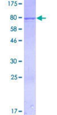 SDS-PAGE: Recombinant Human IFIT1 GST (N-Term) Protein [H00003434-P01]