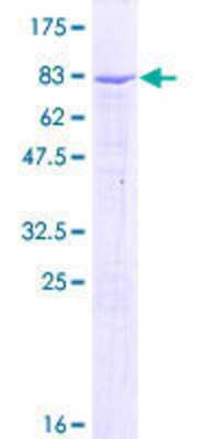 SDS-PAGE: Recombinant Human IgG3 GST (N-Term) Protein [H00003502-P01]