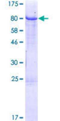 SDS-PAGE: Recombinant Human IgM GST (N-Term) Protein [H00003507-P01]