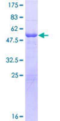 SDS-PAGE: Recombinant Human IgL GST (N-Term) Protein [H00003535-P01]