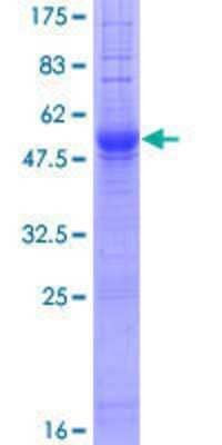 SDS-PAGE: Recombinant Human IGSF1 GST (N-Term) Protein [H00003547-P01]