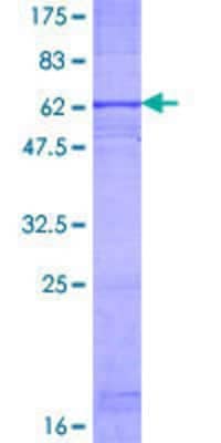 SDS-PAGE: Recombinant Human CXCR1/IL-8RA GST (N-Term) Protein [H00003577-P01]