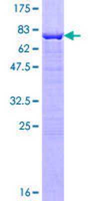 SDS-PAGE: Recombinant Human INPP5A GST (N-Term) Protein [H00003632-P01]