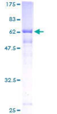 SDS-PAGE: Recombinant Human IRP2 GST (N-Term) Protein [H00003658-P01]